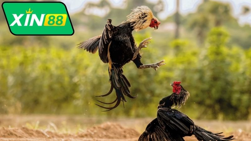 Bình Luận Đá Gà Thomo Xin88 - Thế Giới Bình Luận Sống Động 5 Cách tham gia xem bình luận đá gà Thomo Xin88