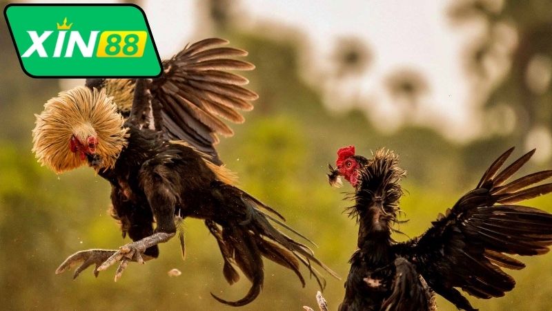 Bình Luận Đá Gà Thomo Xin88 - Thế Giới Bình Luận Sống Động 6 Vai trò của hoạt động bình luận đá gà Thomo Xin88